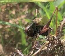 Image de Zeuneriana abbreviata (Serville 1838)