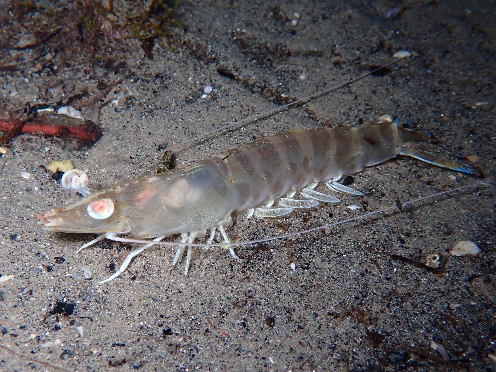 Image of Caramote prawn