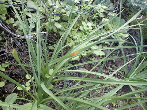 Imagem de Puccinia asphodeli Moug. 1830