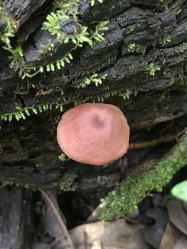 Image of Callistosporium elegans Desjardin & B. A. Perry 2017