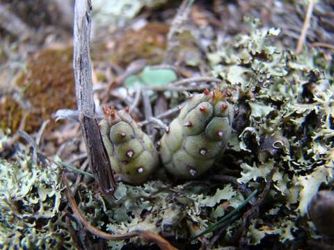 Слика од Euphorbia nesemannii R. A. Dyer