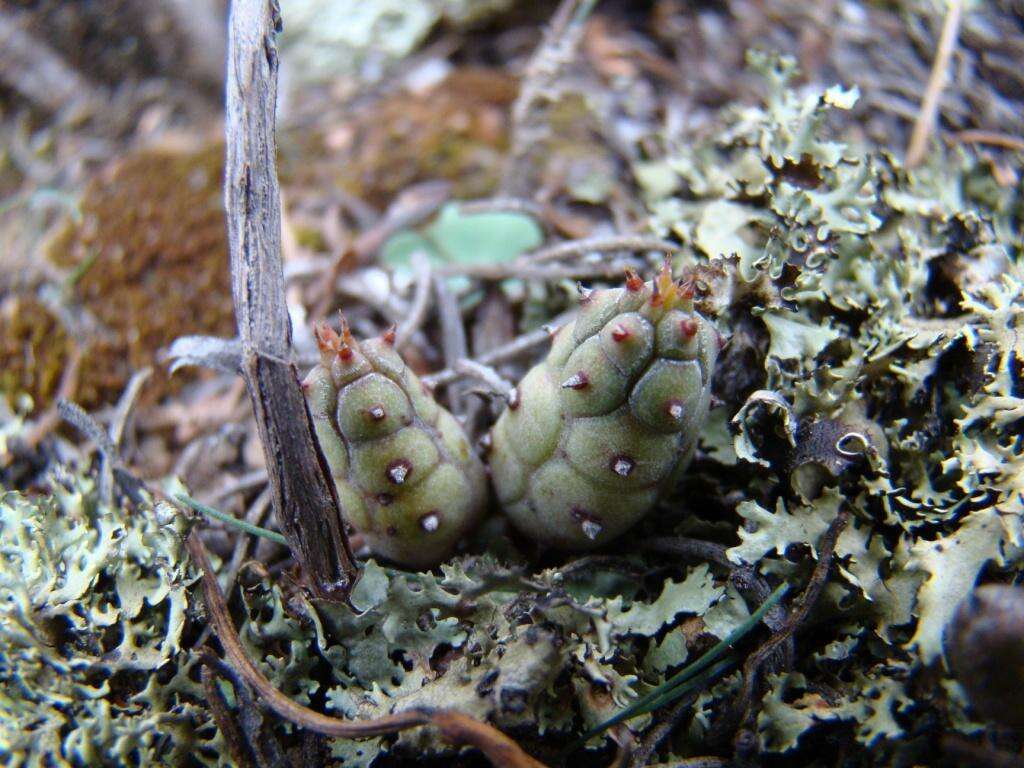 Слика од Euphorbia nesemannii R. A. Dyer