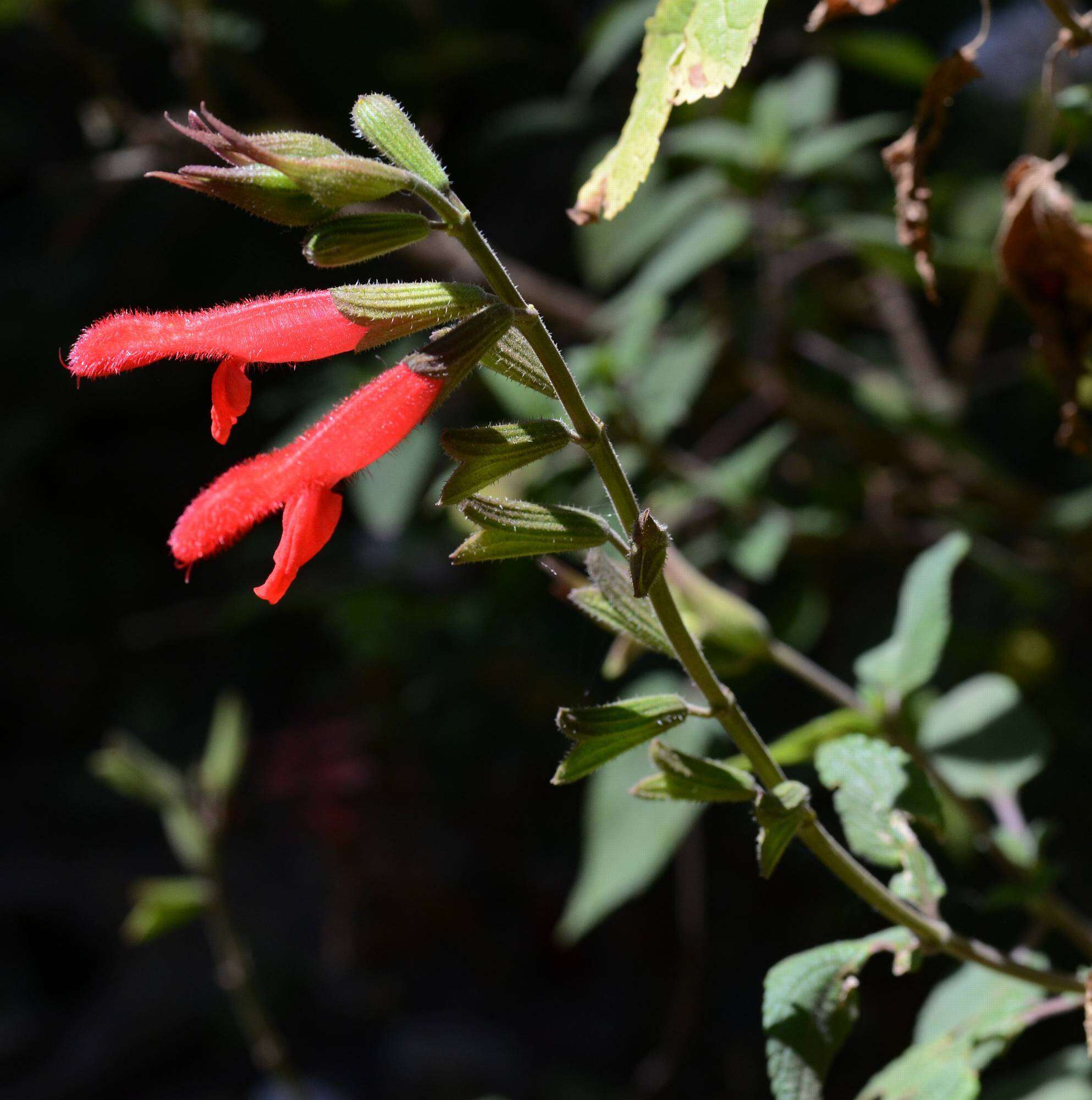 Imagem de Salvia fulgens Cav.