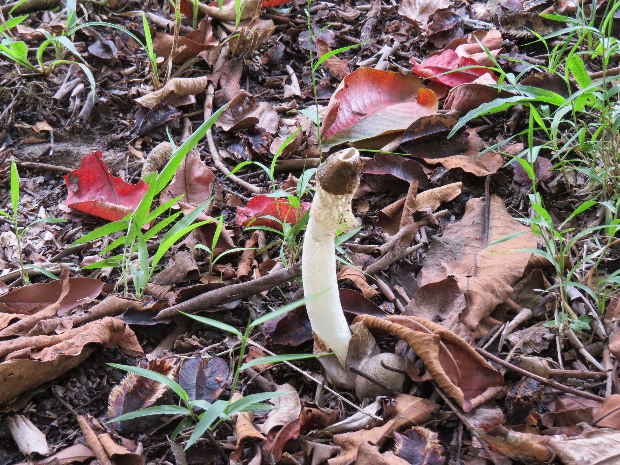 Image of Phallus atrovolvatus Kreisel & Calonge 2005