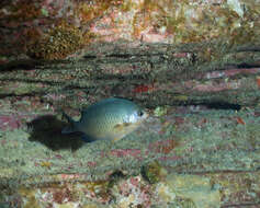 Image de Chromis ovalis (Steindachner 1900)