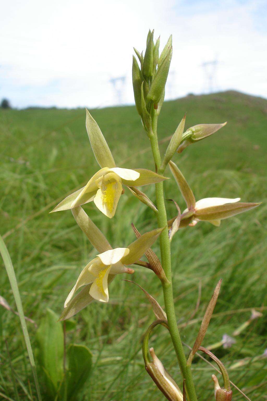 Image of Eulophia calanthoides Schltr.