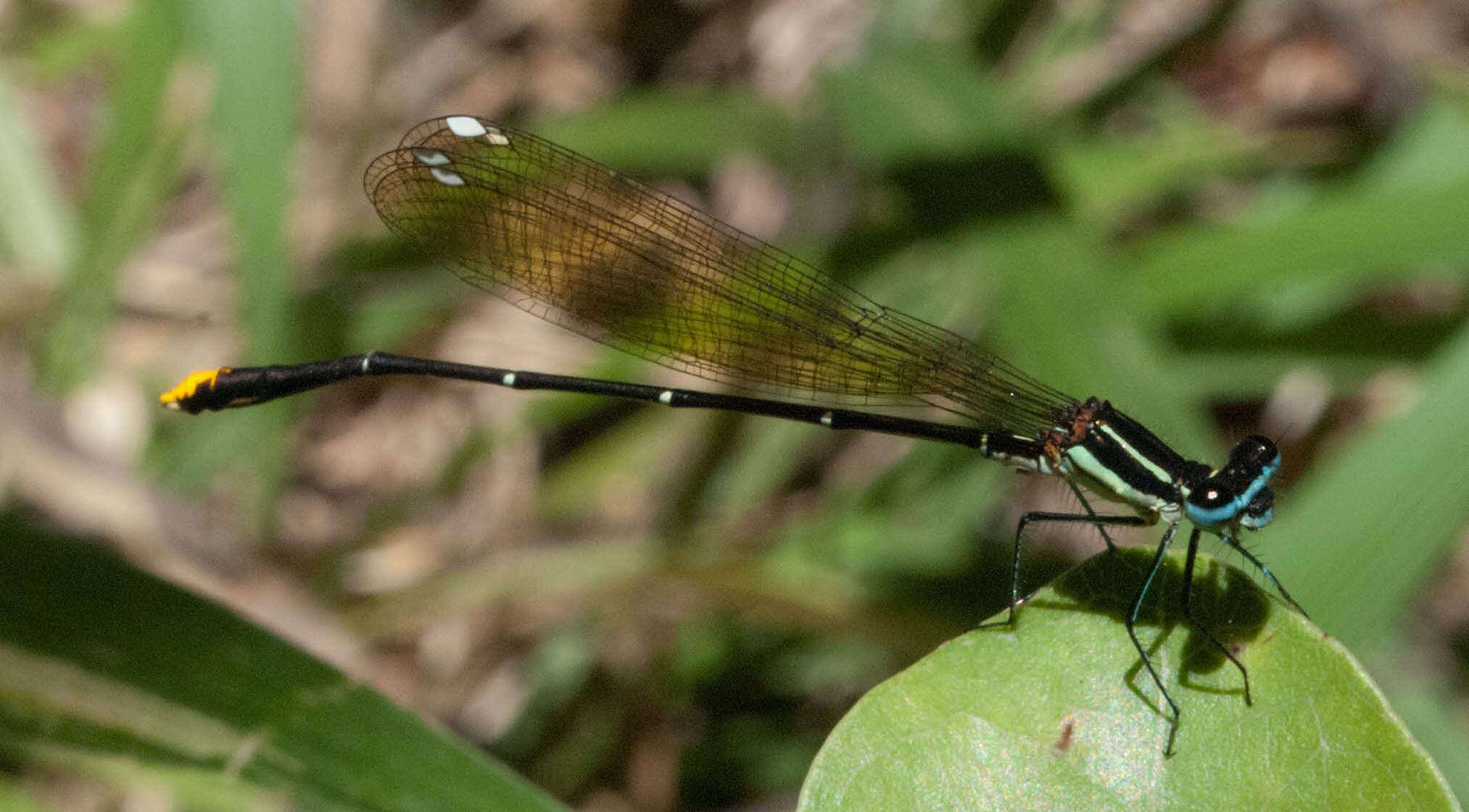 Sivun Allocnemis leucosticta Selys 1863 kuva