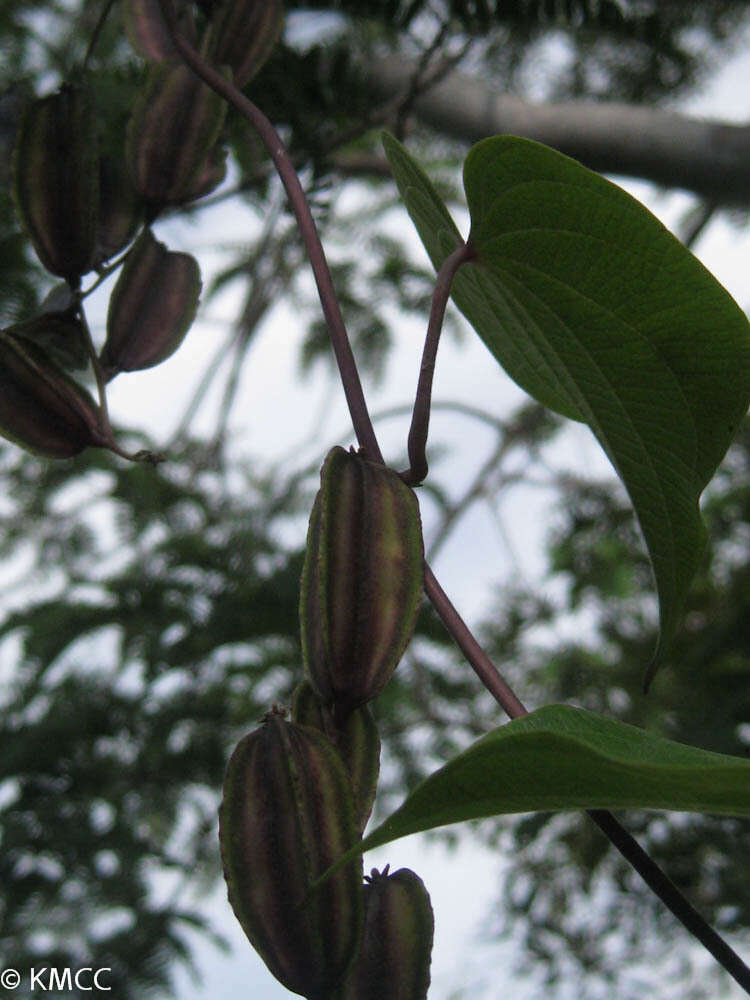 Sivun Dioscorea sambiranensis R. Knuth kuva