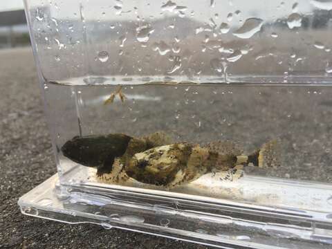 Image of Frog sculpin