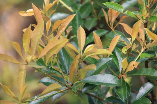 صورة Photinia serratifolia var. ardisiifolia (Hayata) H. Ohashi