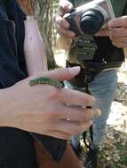 Image of Larch hawk moth