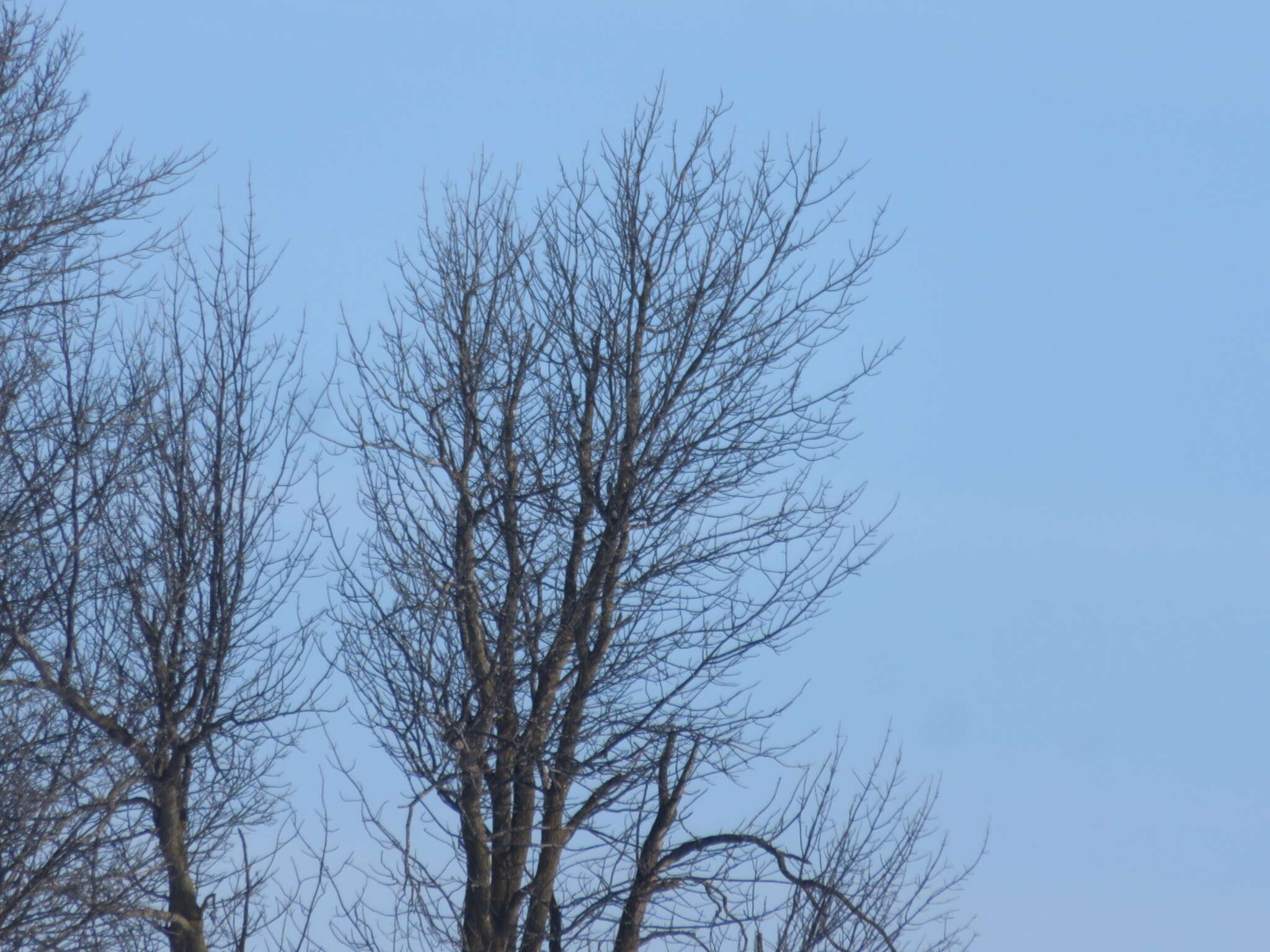 Image of green ash