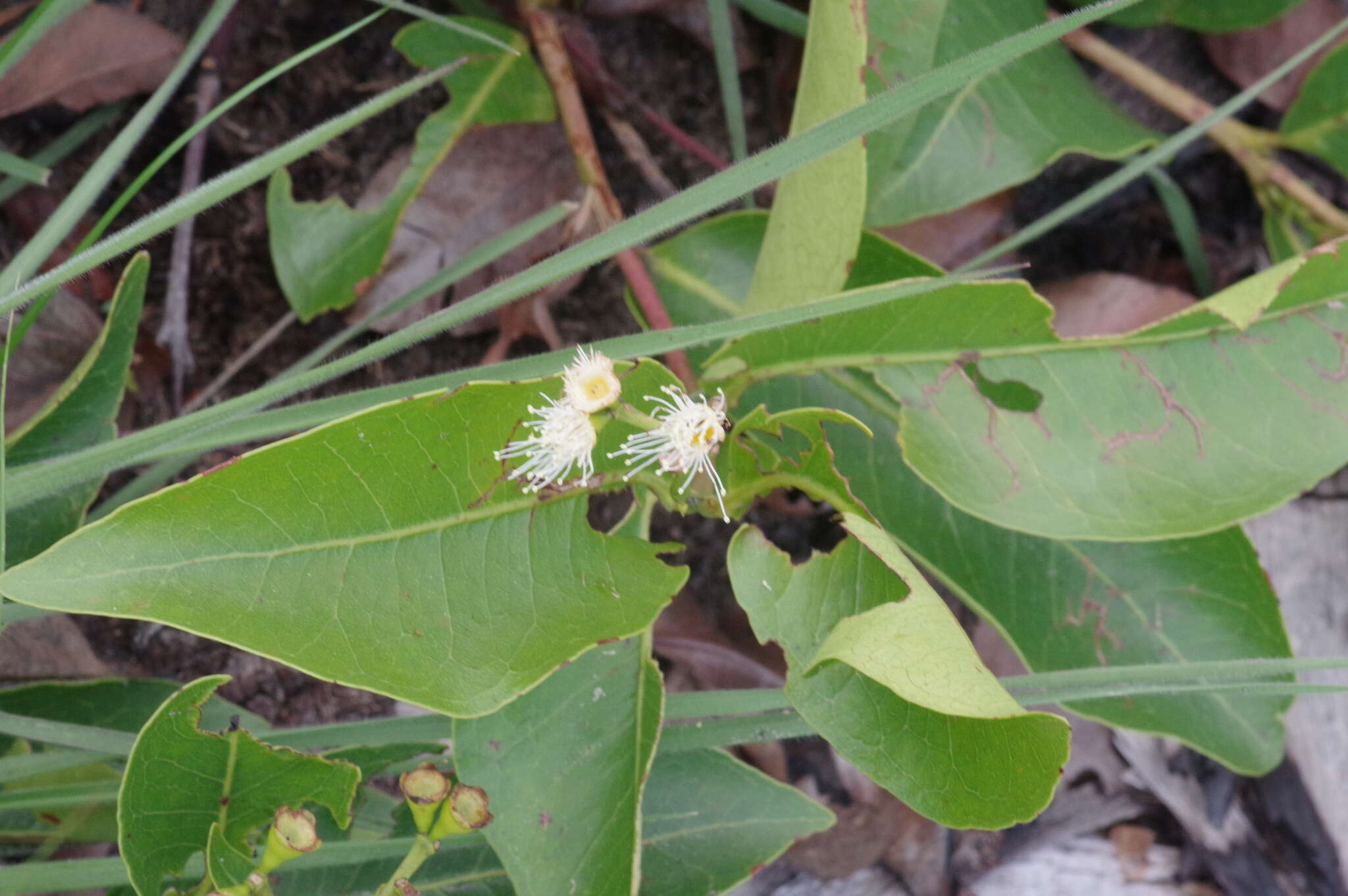 Image of Dwarf waterberry