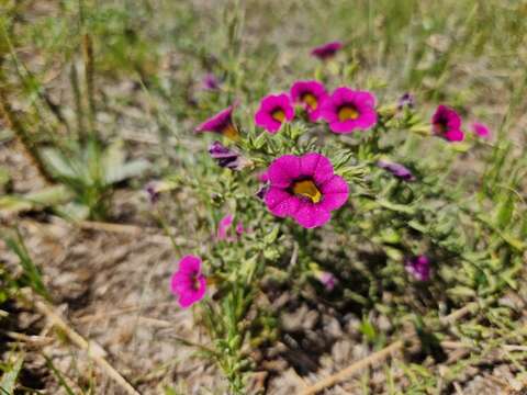 Image of Calibrachoa thymifolia (A. St.-Hil.) J. R. Stehmann & J. Semir