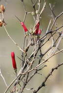 Image of Ipomoea conzattii Greenman