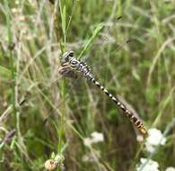 Image of Onychogomphus flexuosus (Schneider 1845)