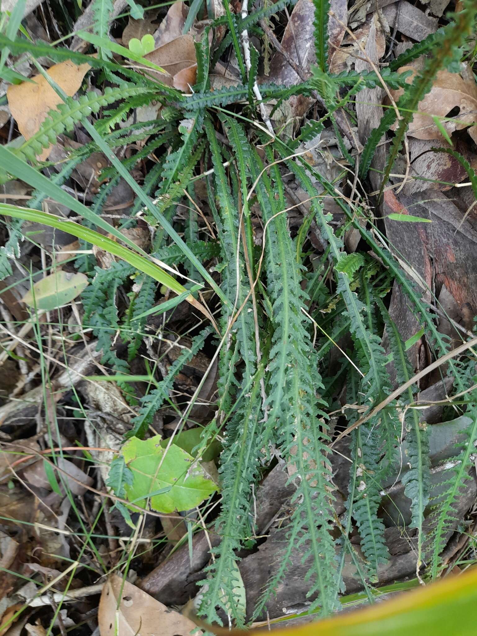 Image of Doodia heterophylla (Bail.) Wedd. & White