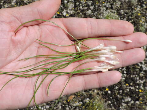 Image of Limestone Quillwort