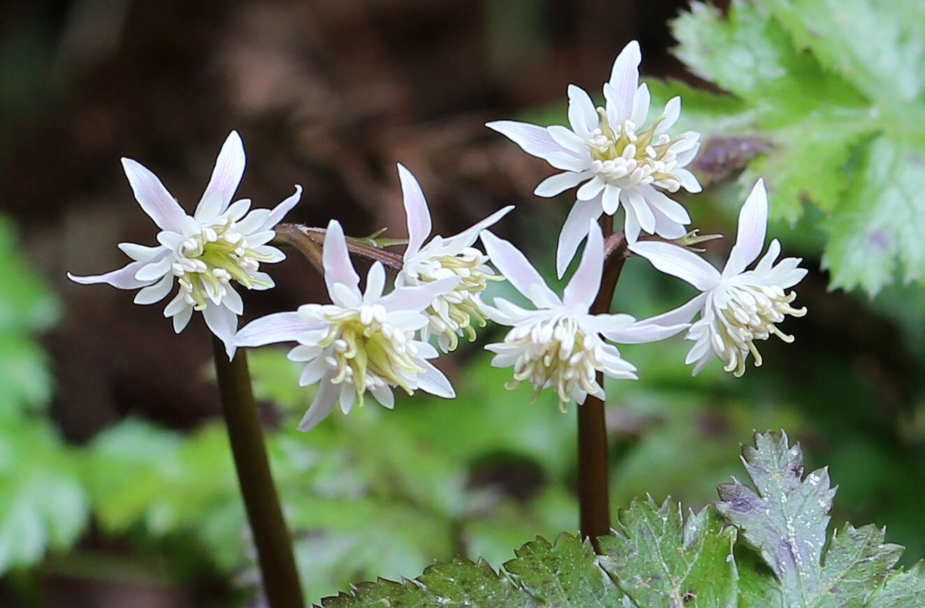 Image of Coptis japonica var. major (Miq.) Satake