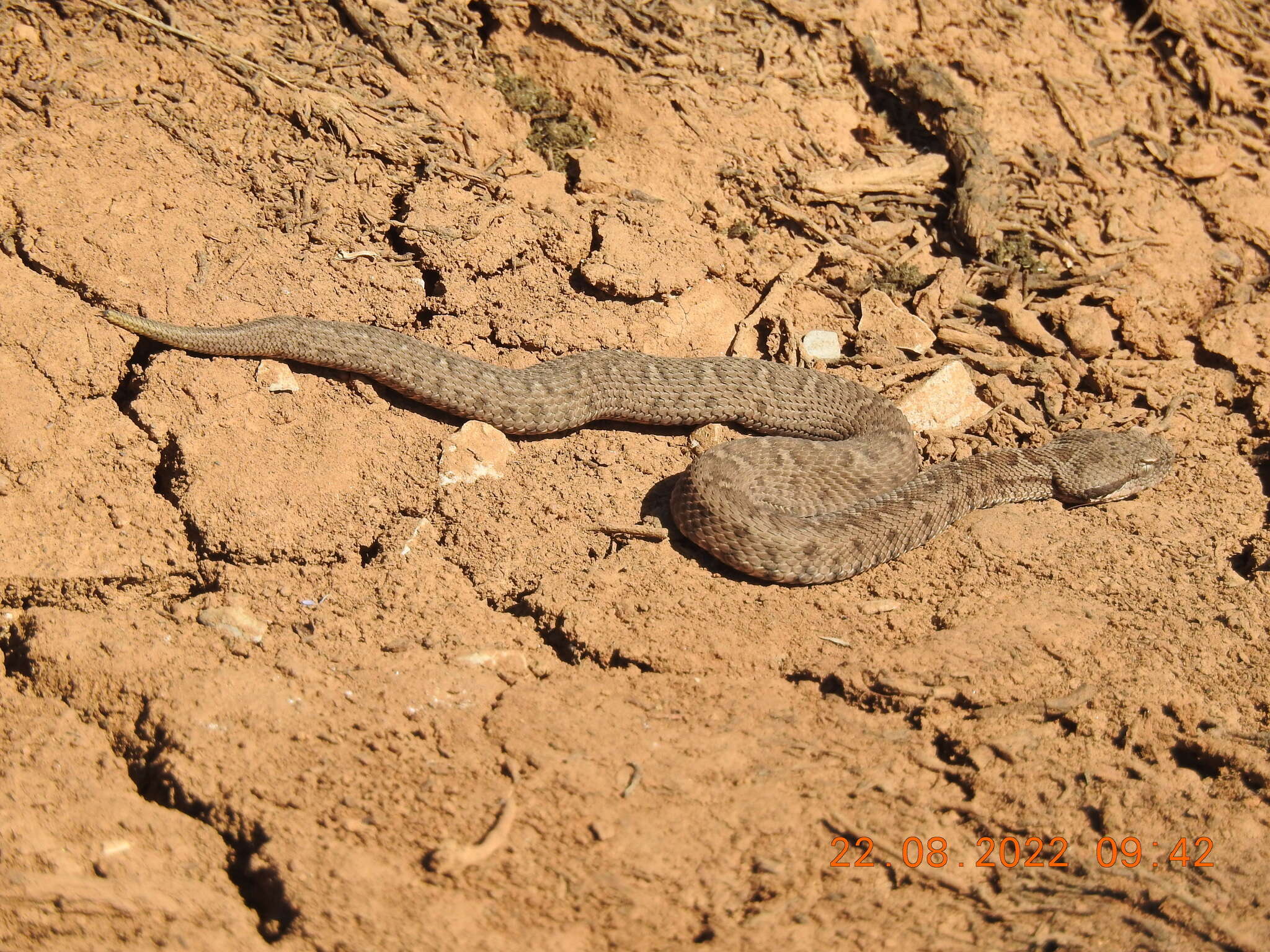 Image of Lebanon Viper