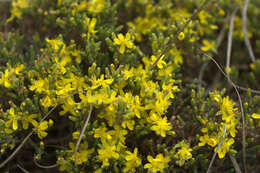 Image of woolly beachheather