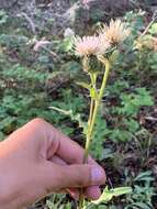 Cirsium clavatum var. americanum (A. Gray) D. J. Keil resmi