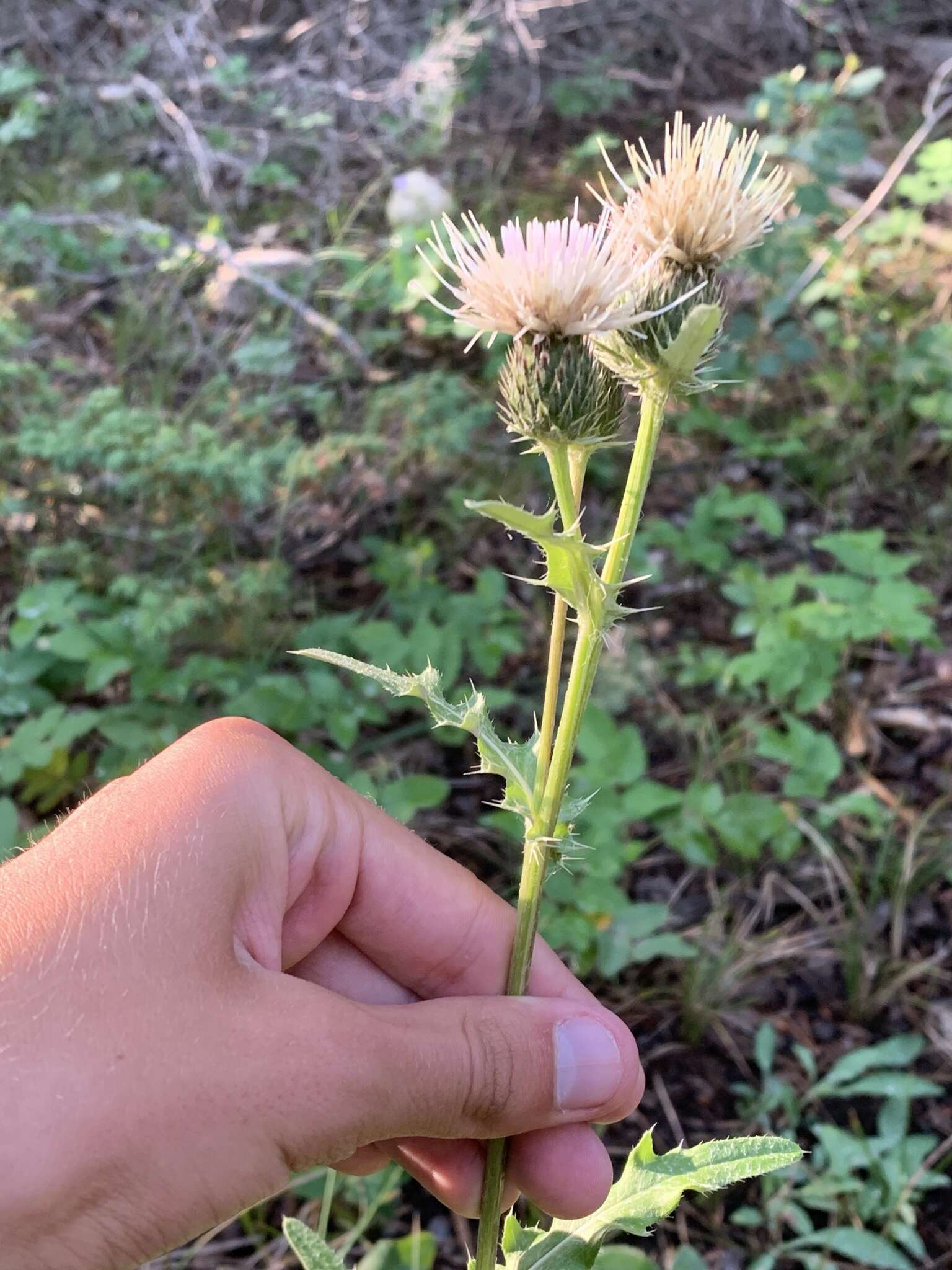 Cirsium clavatum var. americanum (A. Gray) D. J. Keil resmi