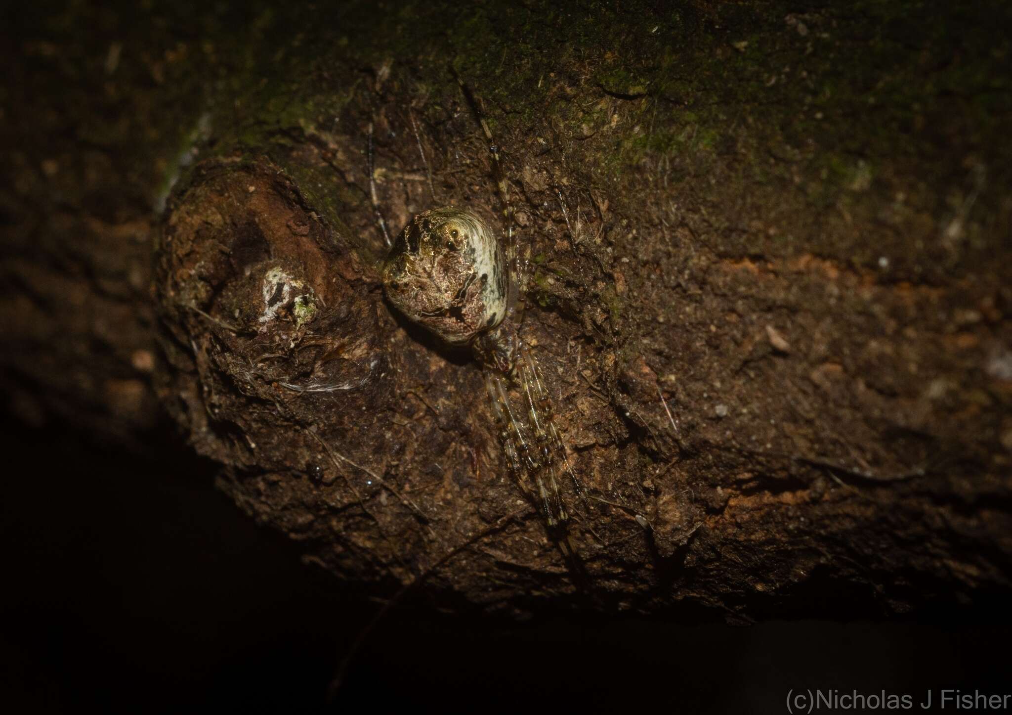 Janula bicornis (Thorell 1881) resmi