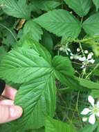 صورة Rubus setosus Bigelow