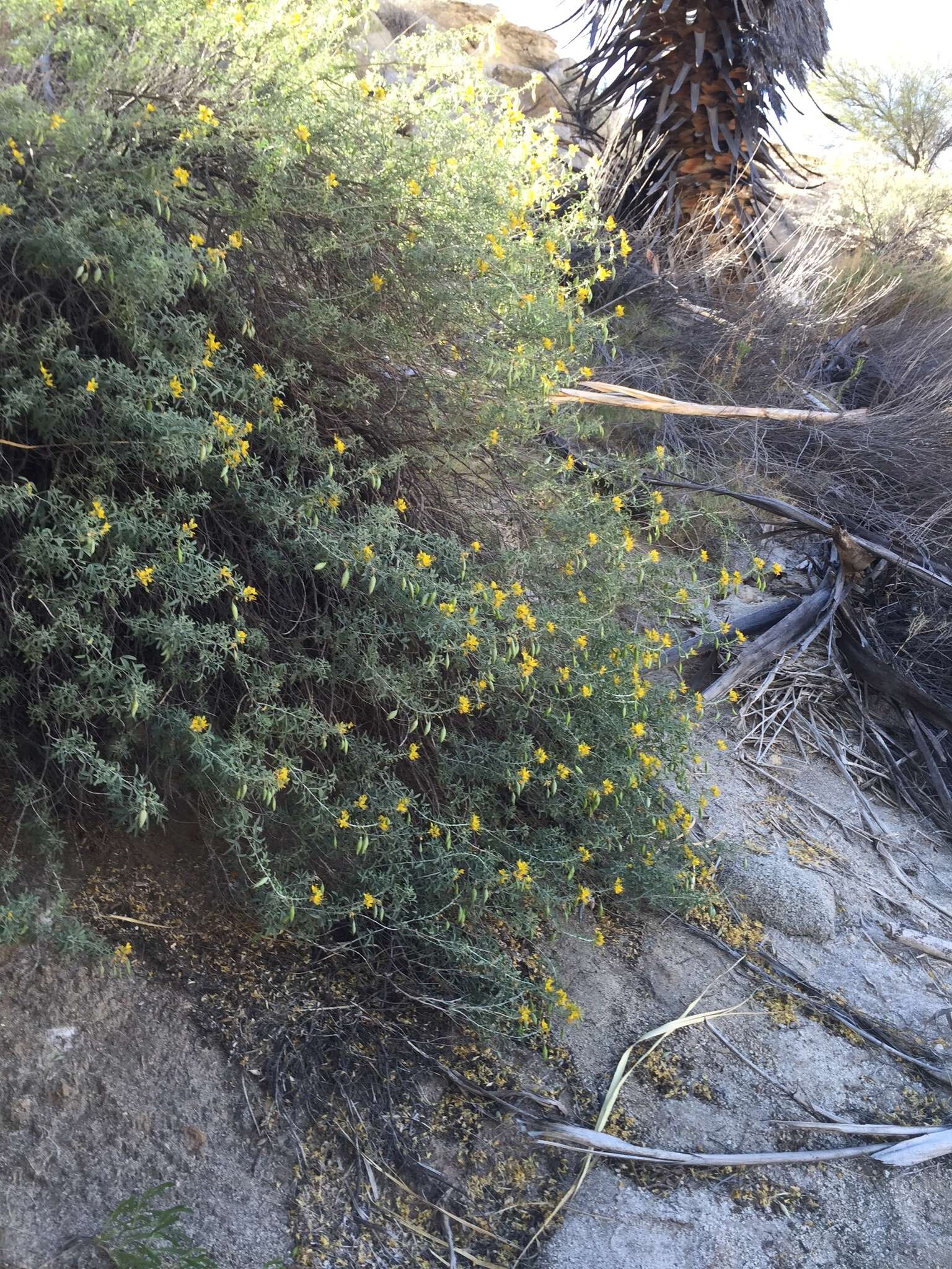 Image of Cleomella arborea var. angustata (Parish) J. C. Hall & Roalson