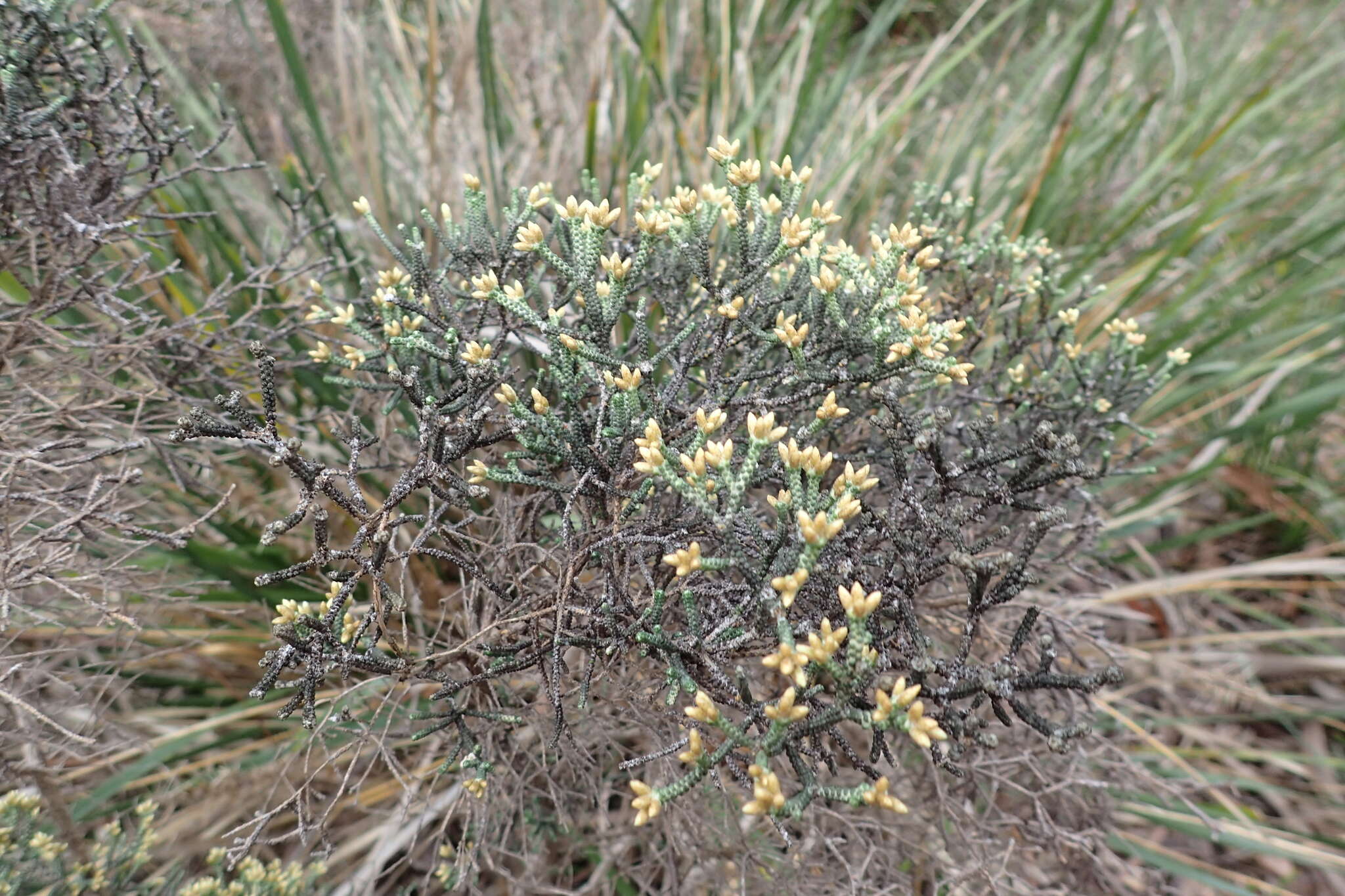 Image de Ozothamnus scutellifolius Hook. fil.