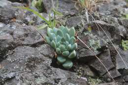 Image of Echeveria hyalina Walther