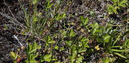 Imagem de Potentilla stolonifera Lehm. ex Ledeb.