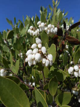 Sivun Arctostaphylos manzanita subsp. laevigata (Eastw.) Munz kuva