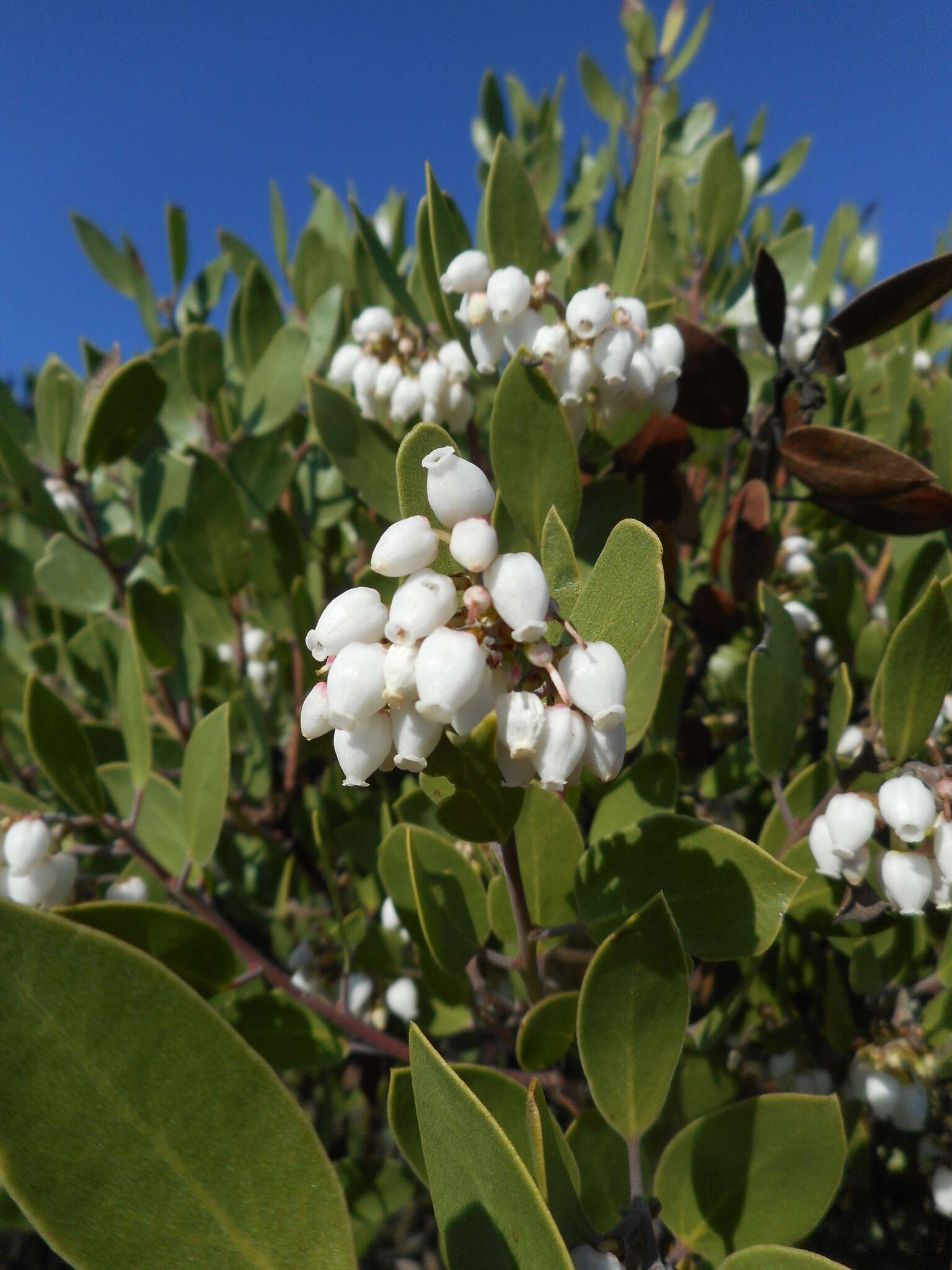 Sivun Arctostaphylos manzanita subsp. laevigata (Eastw.) Munz kuva