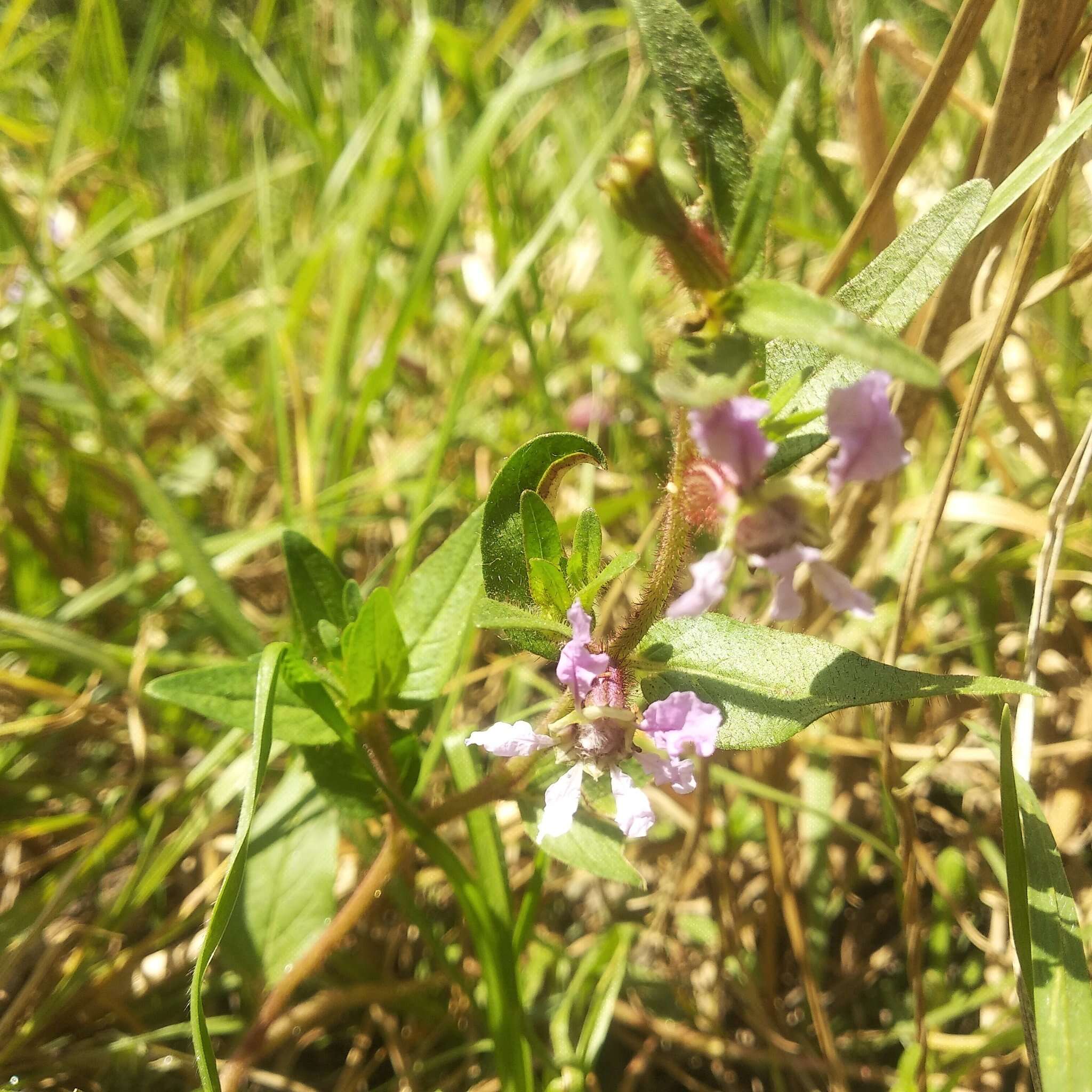 Image of Cuphea angustifolia Jacq. ex Koehne