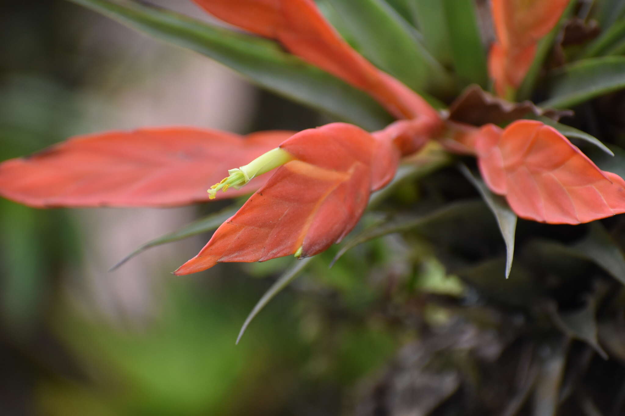 Слика од Tillandsia cryptopoda L. B. Sm.