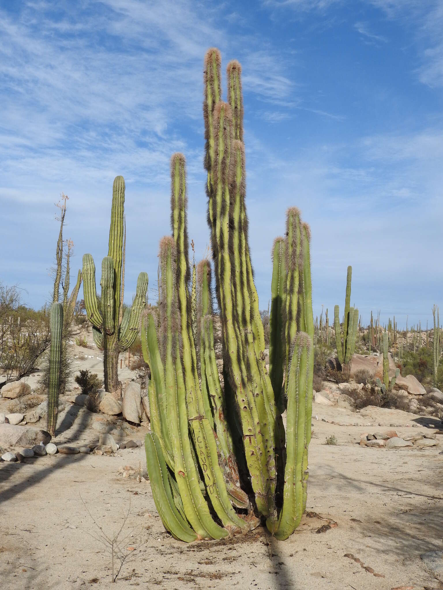 Image of senita cactus