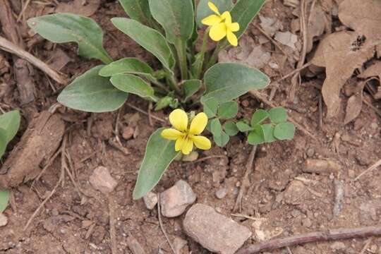 Imagem de Viola vallicola A. Nelson