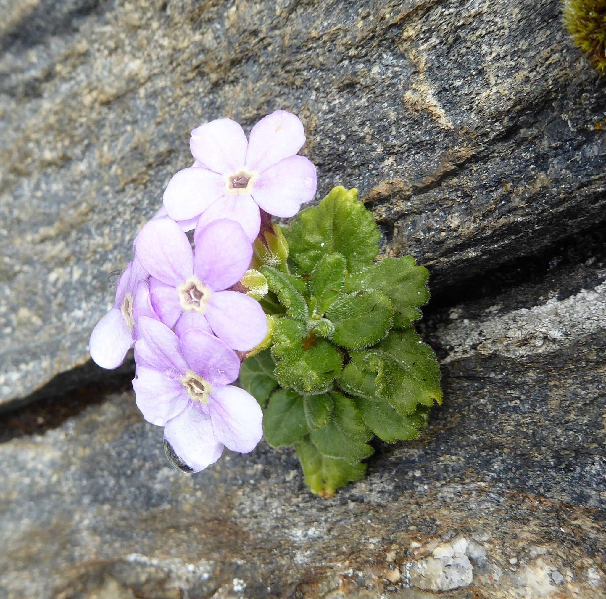 Primula caveana W. W. Sm. resmi