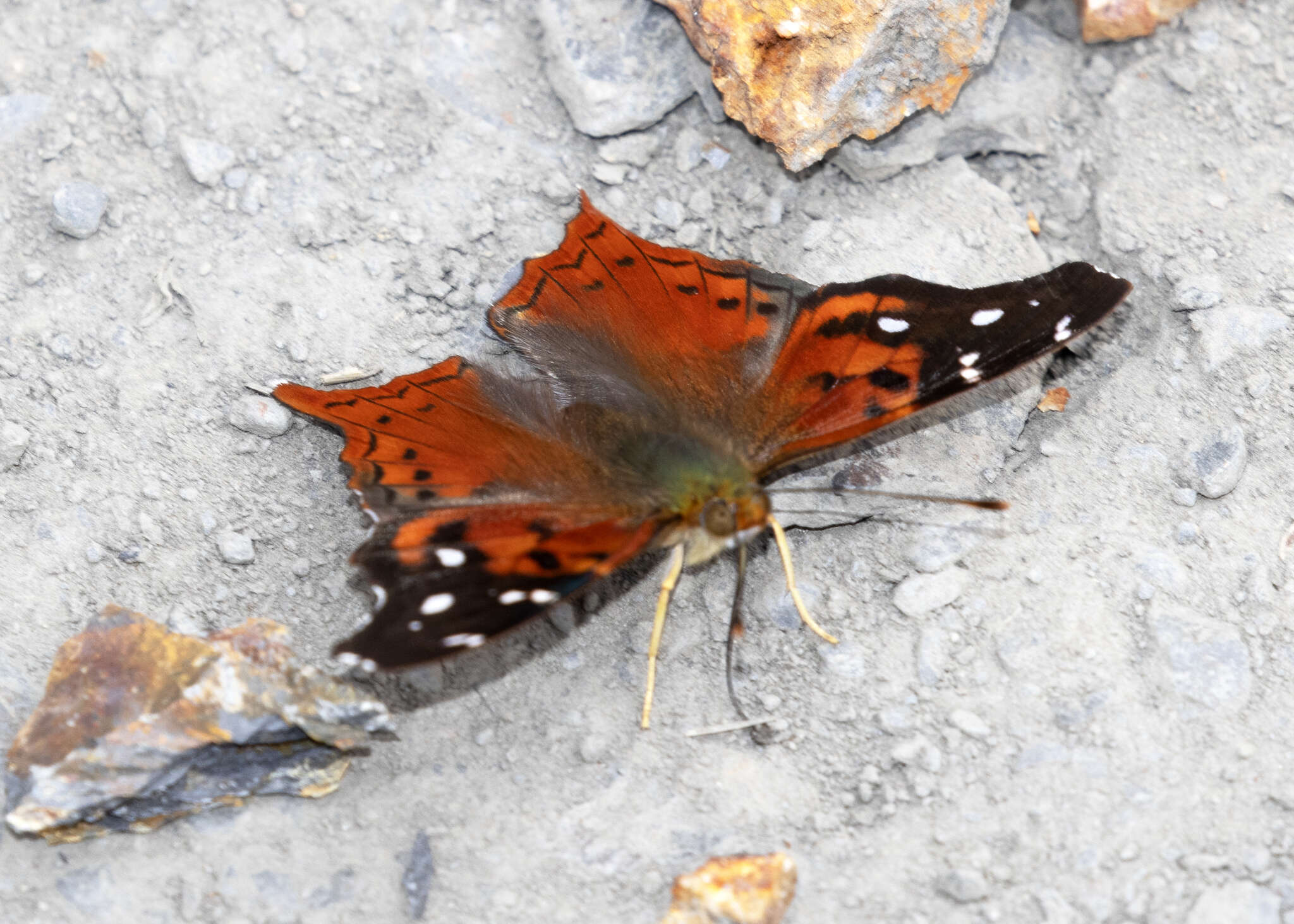 Image of Hypanartia cinderella