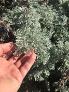 Image of beach wormwood