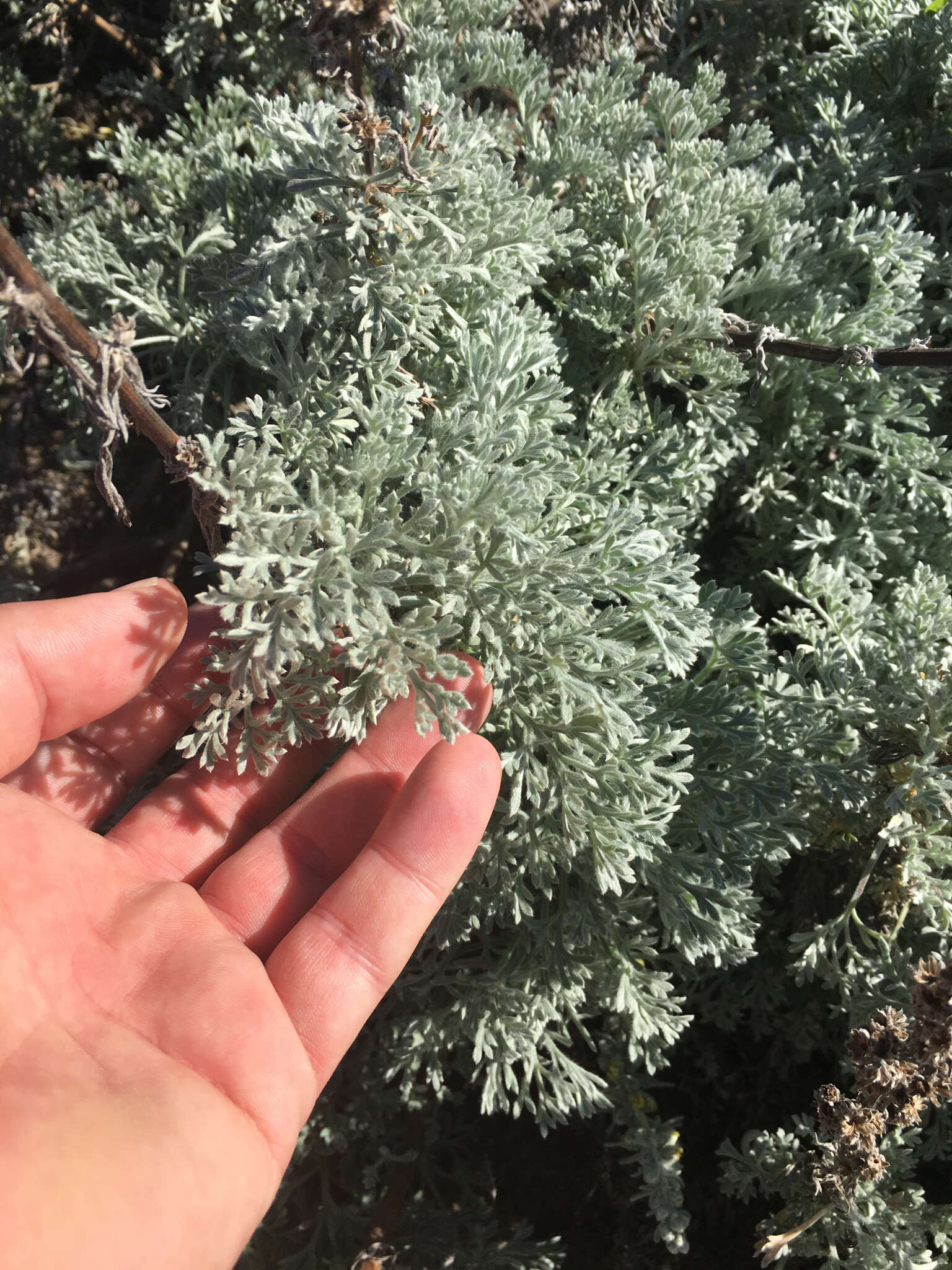 Image of beach wormwood