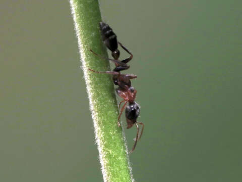 Image of Elongate Twig Ant