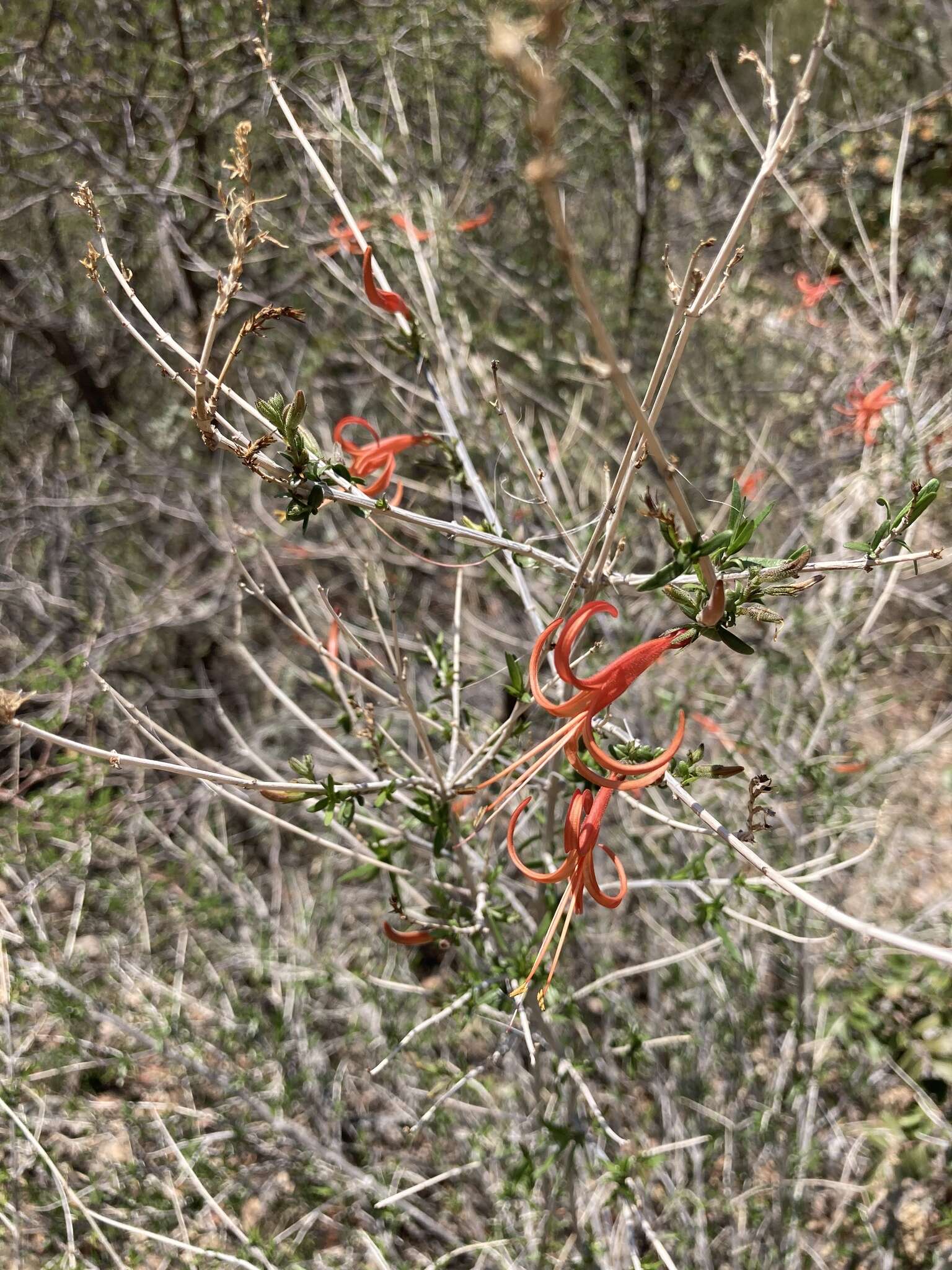 Anisacanthus linearis (Hagen) J. Henrickson & E. J. Lott resmi