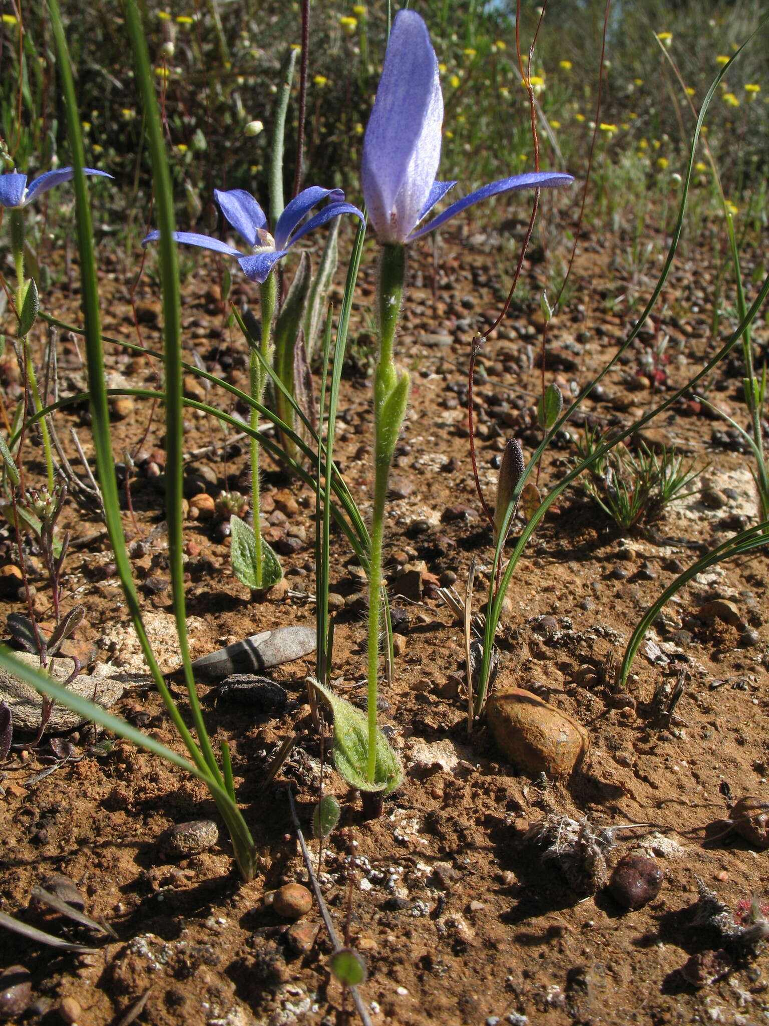 Caladenia gemmata Lindl.的圖片