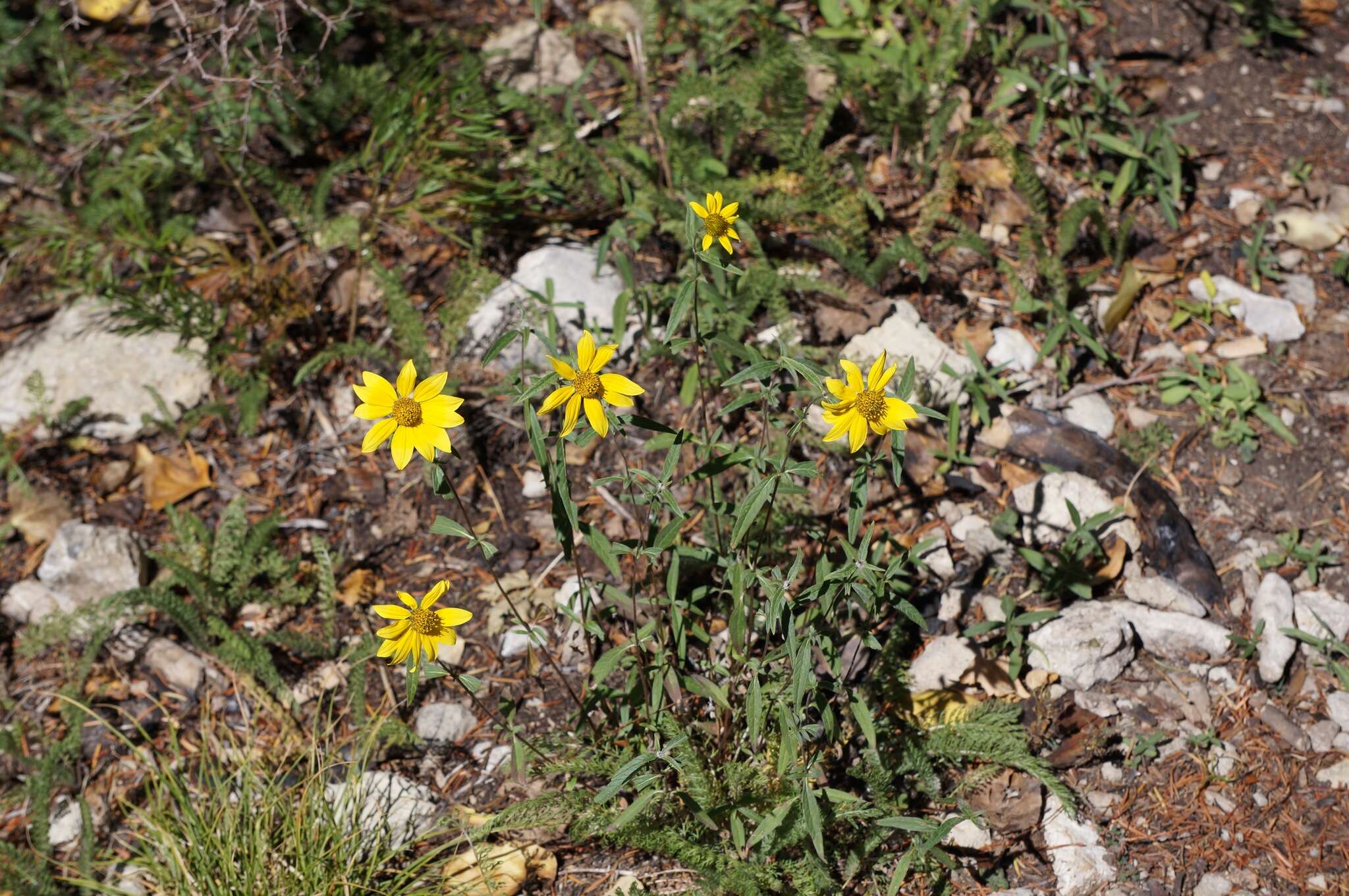 Image de Heliomeris multiflora Nutt.