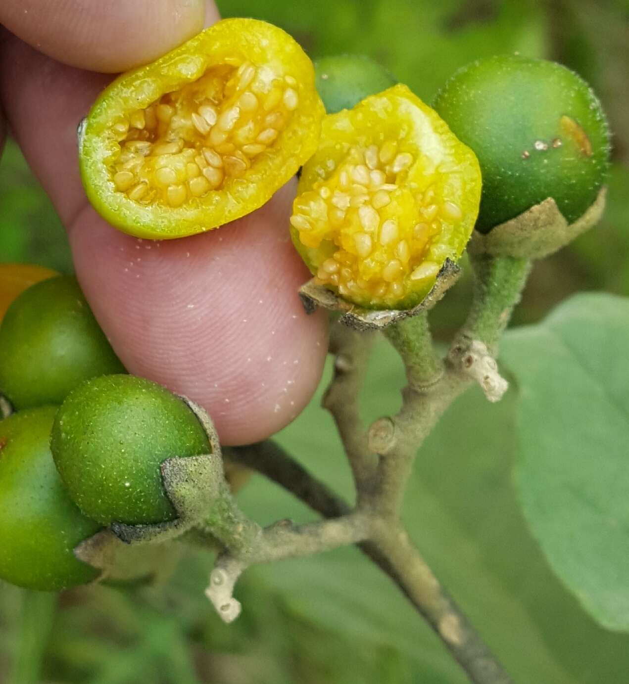 Image of potatotree