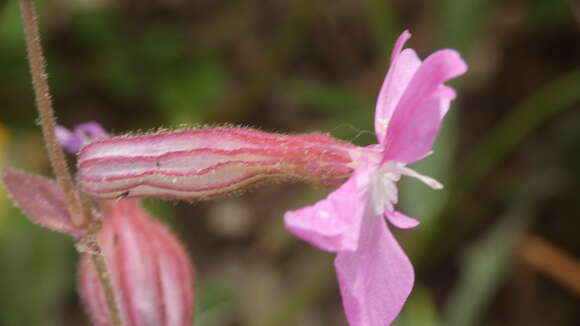 Image of Silene psammitis Spreng.