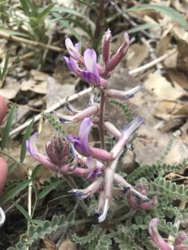 Image of woolly locoweed